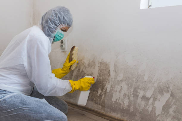 Mold Inspection